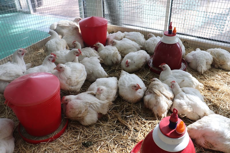 Perturbations Portuaires : La Crise d&rsquo;Approvisionnement en Aliments Importés pour la Volaille Menace l&rsquo;Élevage Marocain