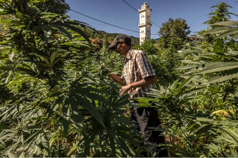 Intempéries et Régulation : Le Retard de la Culture du Cannabis Local au Maroc face à l’Engouement des Coopératives
