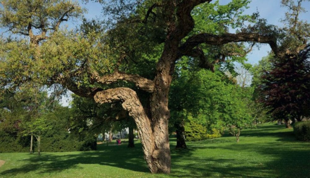 L&rsquo;ANEF dément tout abattage massif dans la forêt de Maâmora