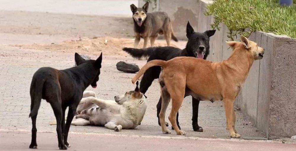 Tinghir prépare un centre pour animaux errants