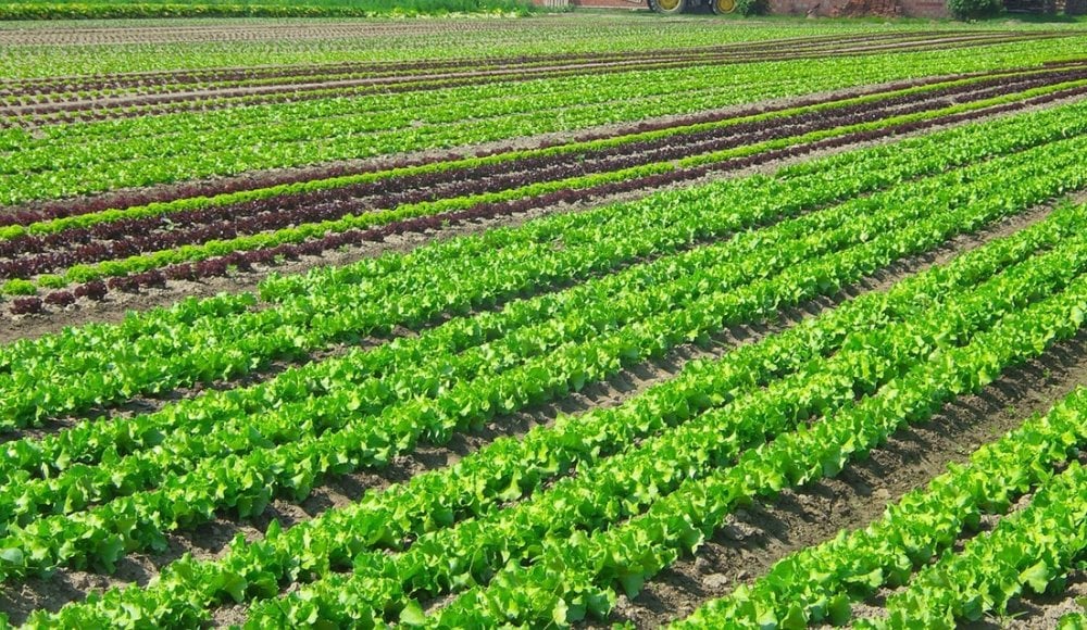 Campagne agricole 2025-2026 prometteuse à Casablanca-Settat