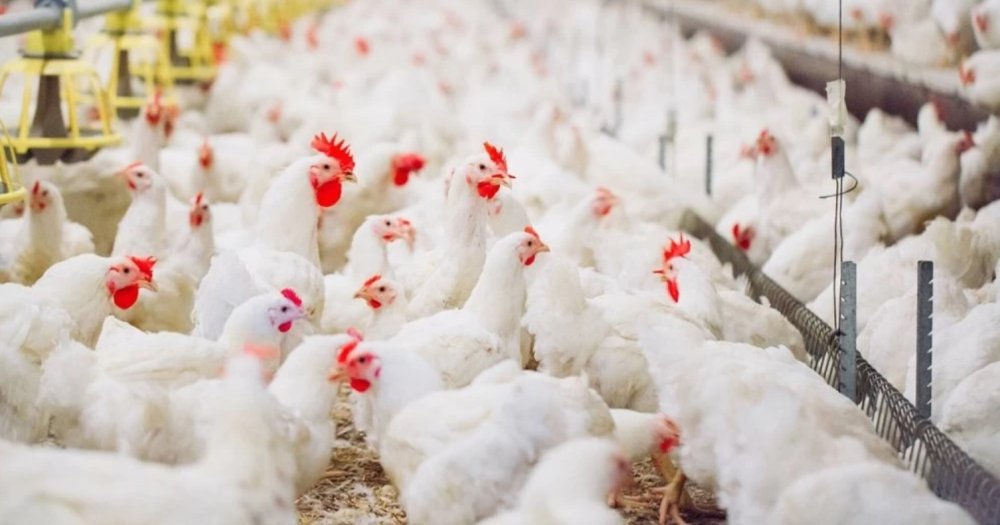 Poulet : l&rsquo;écart entre prix à la ferme et prix au détail se creuse