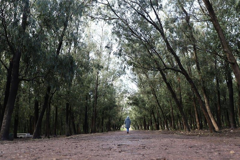 Journée internationale des forêts : le Maroc mise sur un capital naturel stratégique pour le développement