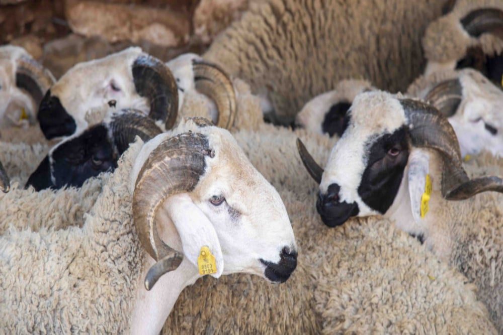 Reconstitution du cheptel : Lancement du contrôle des femelles et versement de la seconde aide