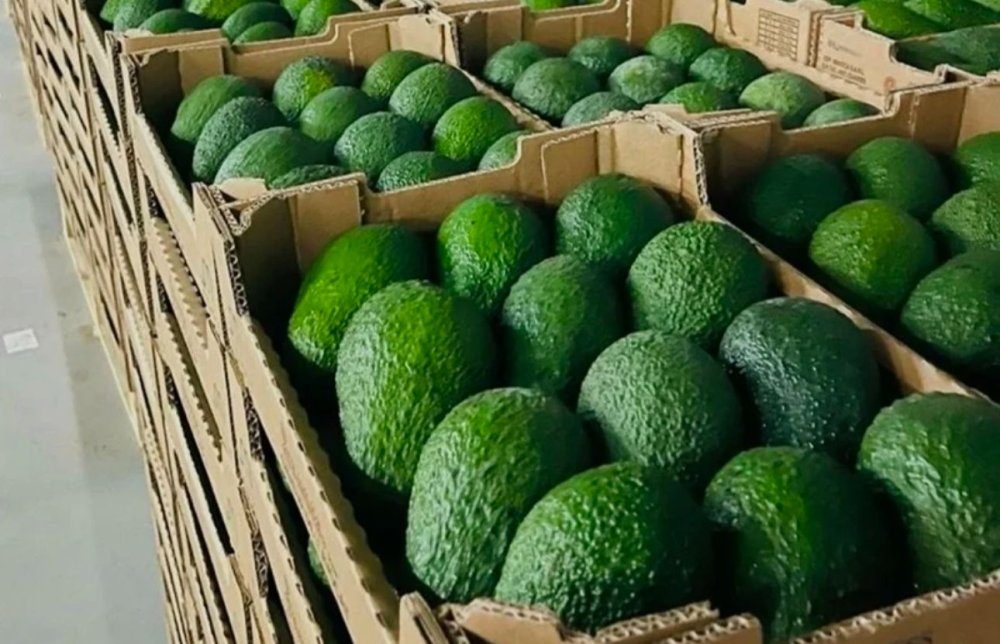 Secteur de l&rsquo;avocat : les exportations marocaines en net recul à la fin de la campagne 2025/2026