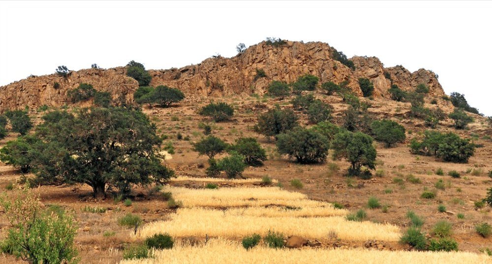 Arganeraie de Chtouka Aït Baha : l&rsquo;ANEF écarte tout risque épidémique