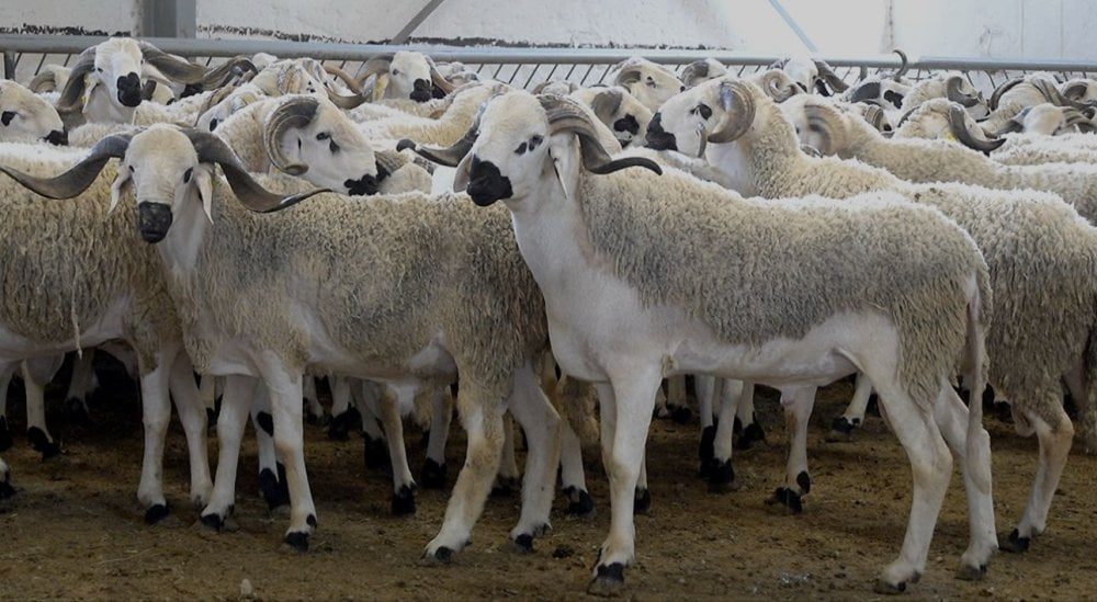 Aïd al-Adha 2026 : une offre suffisante et des prix plus accessibles anticipés par les professionnels