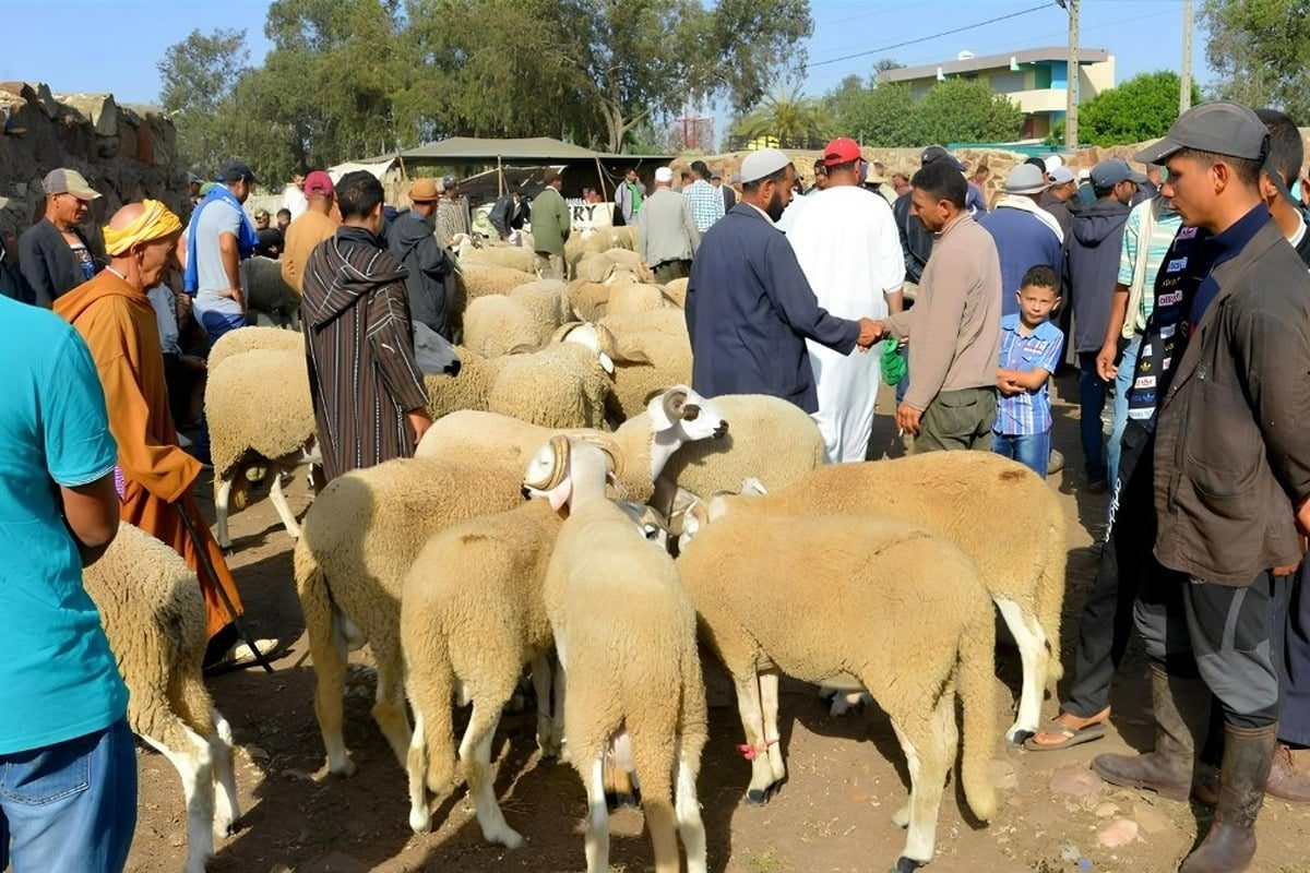 Aïd Al-Adha : des parlementaires exigent un contrôle renforcé des marchés face à la pression sur les prix des ovins