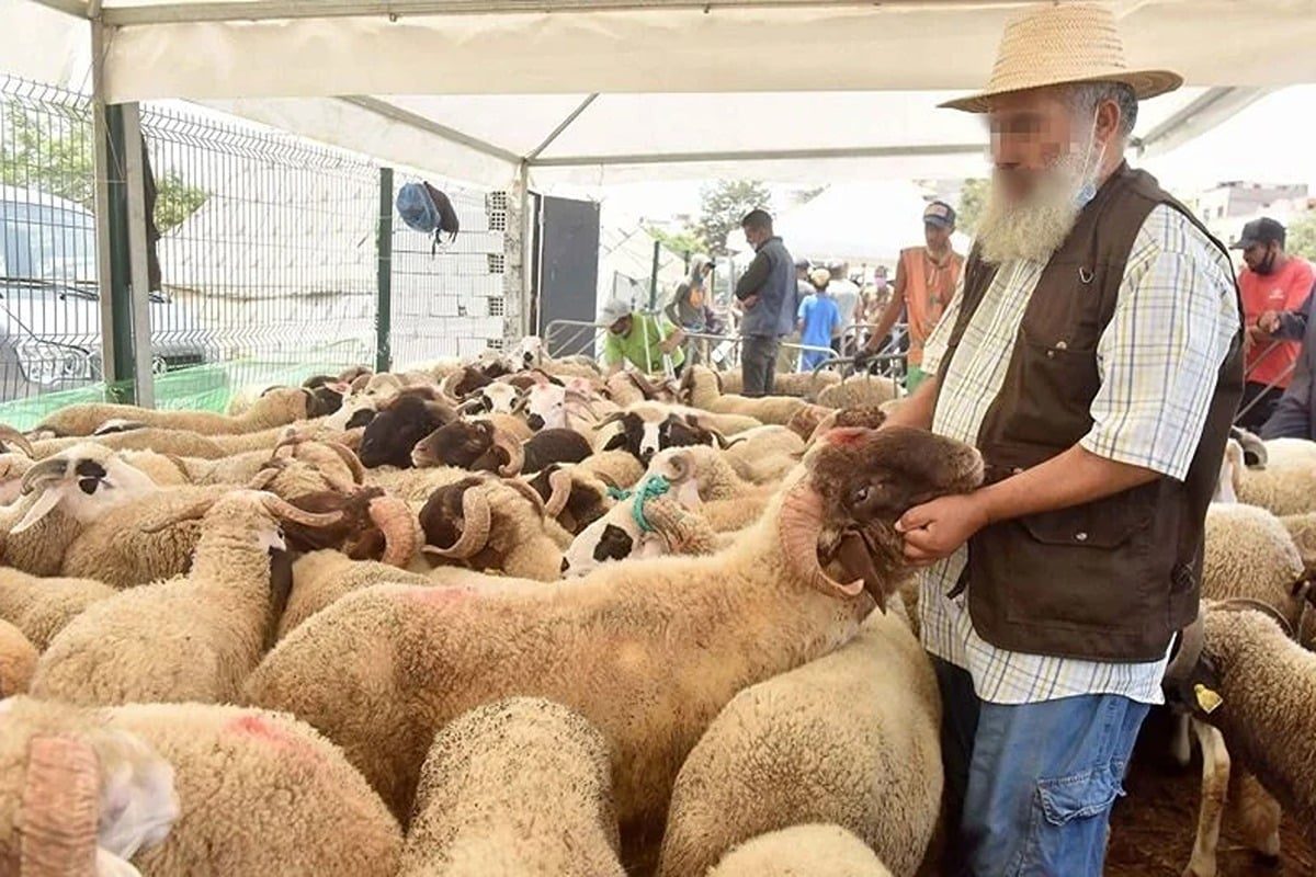 Aïd Al Adha 2024 : une offre ovine améliorée mais des prix en hausse sous l&rsquo;effet d&rsquo;une demande soutenue