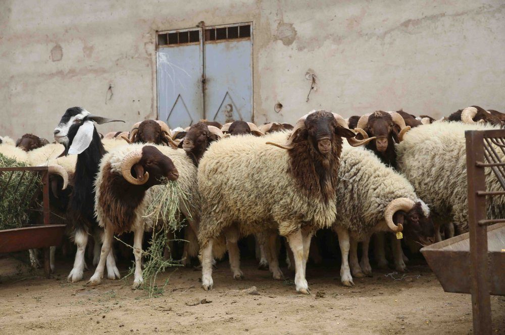 Aïd Al-Adha 2026 : les professionnels rassurants face aux inquiétudes des consommateurs sur les prix