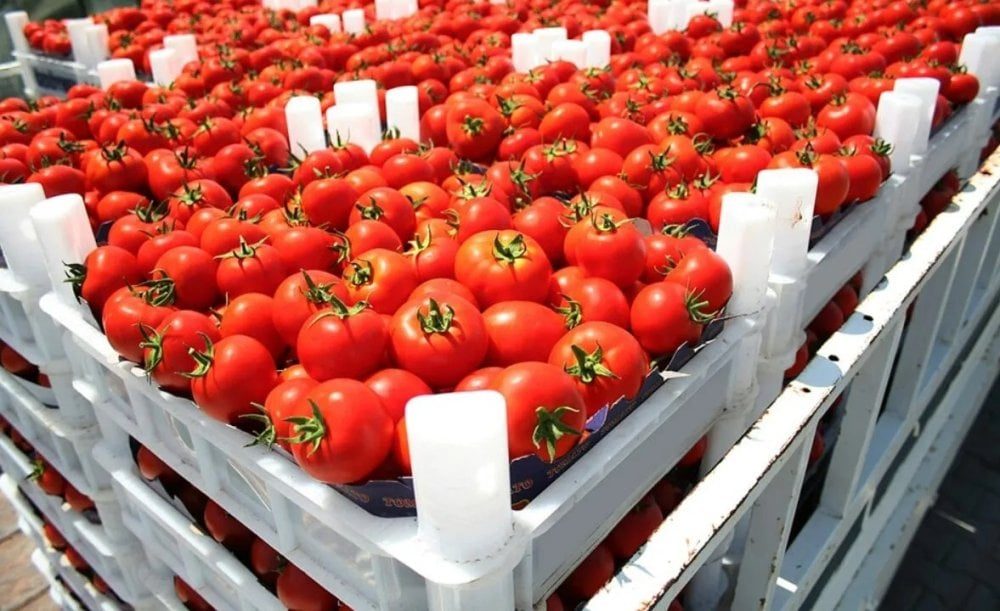 Flambée des prix de la tomate au Maroc, un record à 16 dirhams le kilo