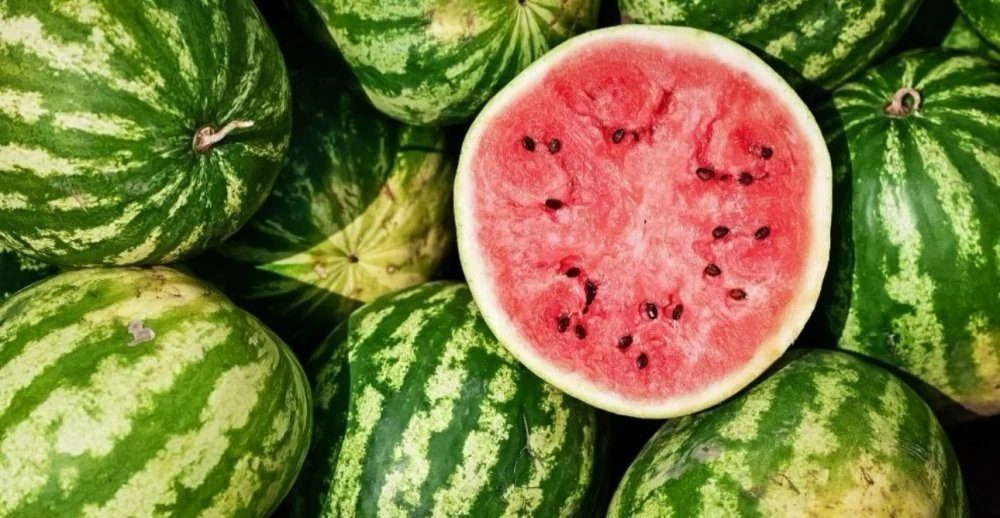 Saison marocaine de la pastèque : une reprise marquée par une hausse significative des volumes