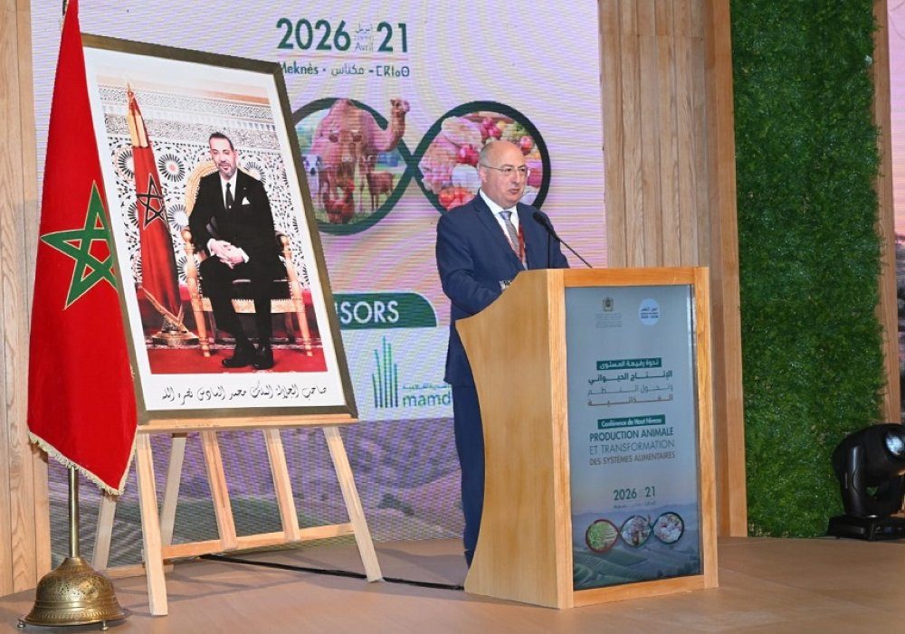 Maroc : près de 90 millions de quintaux de céréales attendus pour la campagne agricole 2025-2026