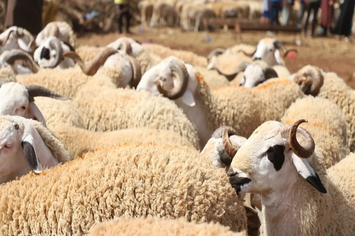 Cheptel marocain : 13 MMDH mobilisés, le gouvernement exhorte les éleveurs à réduire les prix