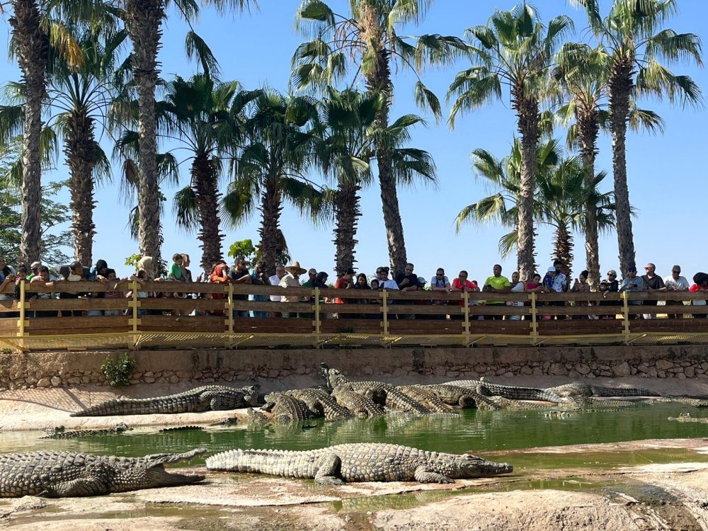 Le Maroc accueille le Congrès mondial des spécialistes des crocodiles au Crocoparc d&rsquo;Agadir