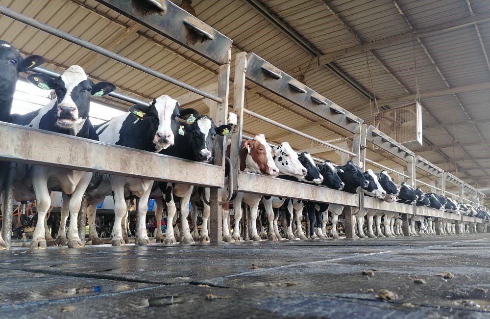 La filière laitière marocaine renoue avec la croissance après sept ans de sécheresse