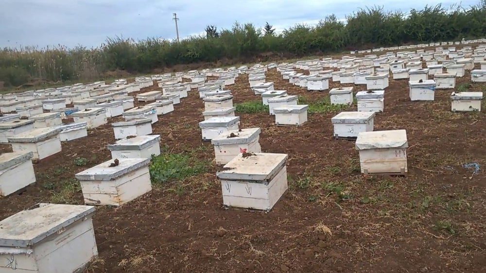 Apiculture : la filière marocaine sous pression face au dérèglement climatique