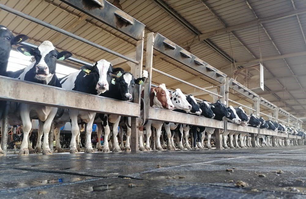 Filière laitière au Maroc : une reprise amorcée après sept années de sécheresse