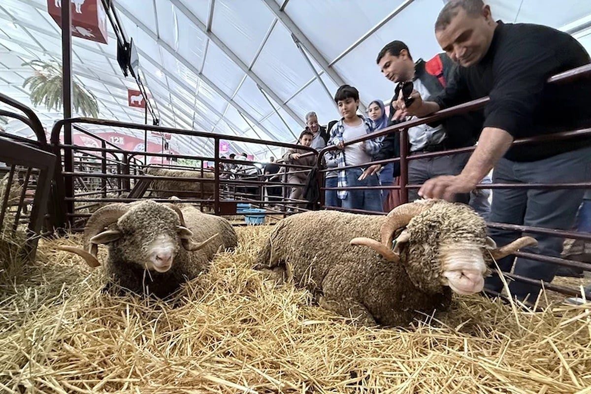 La race ovine française « Mérinos Précoce » séduit les éleveurs marocains