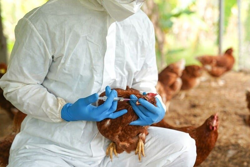 France : le risque de grippe aviaire abaissé au niveau modéré à compter de lundi