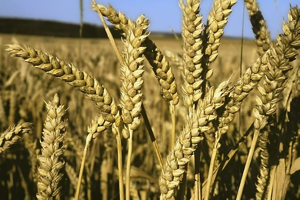 Les prix alimentaires mondiaux augmentent pour le troisième mois consécutif en avril
