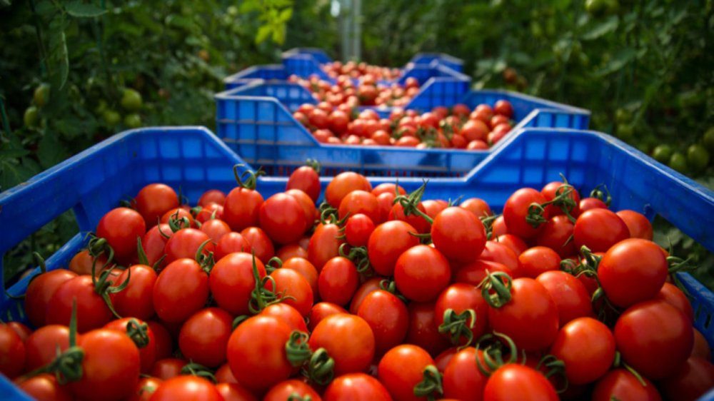 Tomates : le Maroc bat un nouveau record d’exportation avec 745.000 tonnes et mise sur les variétés à haute valeur ajoutée