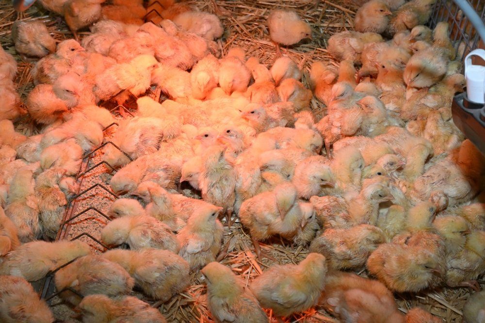 Crise avicole au Maroc : le prix du poussin s’envole à 10 dirhams, le poulet sous les 13 DH