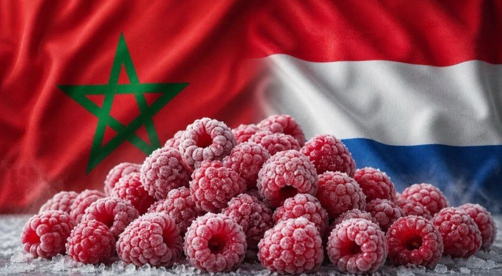 Le Maroc se hisse parmi les cinq premiers fournisseurs de framboises surgelées aux Pays-Bas