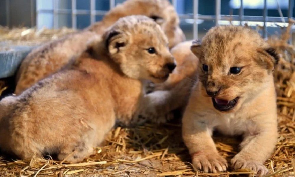 Début d’année prometteur pour la reproduction de plusieurs espèces au Zoo de Rabat