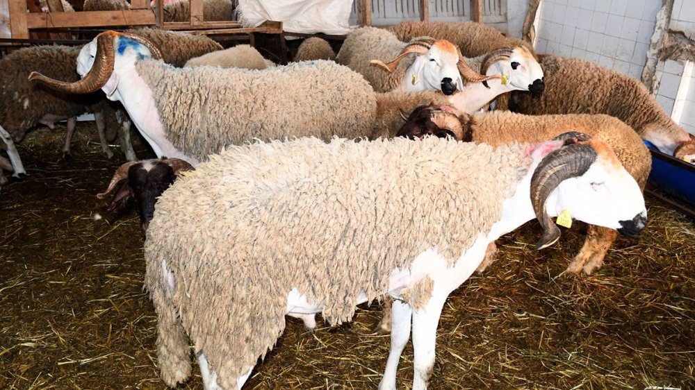 « Ce n’est pas logique » : Baraka dénonce les spéculateurs sur le marché des moutons au Maroc