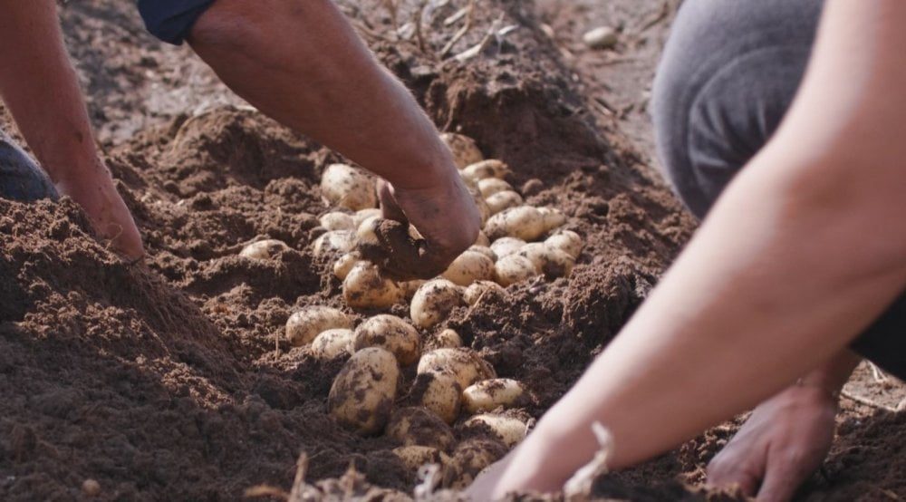 Reprise de la production de pommes de terre à Larache après les inondations dévastatrices