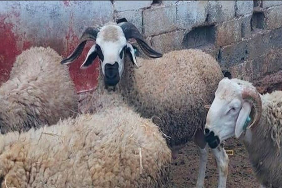 Lutte contre le désordre saisonnier : le ministère de l’Intérieur encadre strictement la vente des moutons de l’Aïd