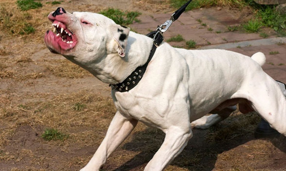 Attaques canines mortelles : une députée du PJD réclame l’application stricte de la loi 56.12