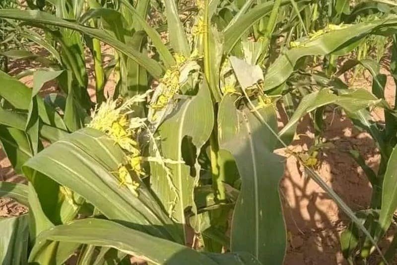 Résurgence du criquet pèlerin au Maroc : la FAO appelle à une coopération régionale