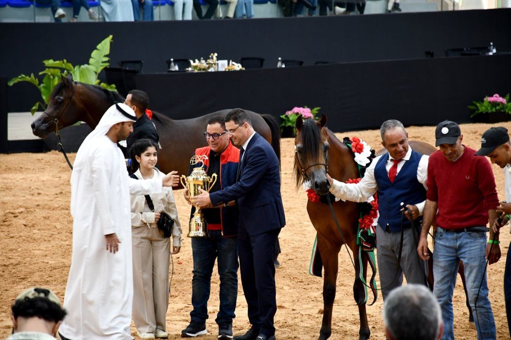 Plus de 180 pur-sang arabes exposés à l’Institut national du cheval de Rabat