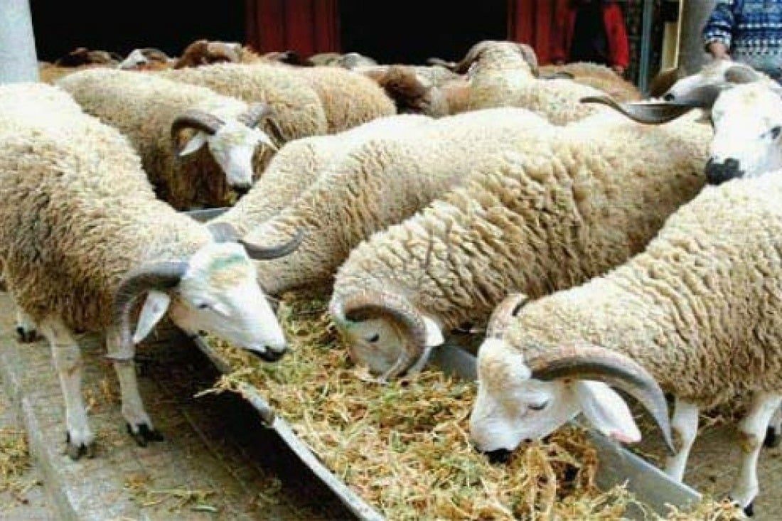 Aïd al-Adha au Maroc : la faible demande en moutons interroge éleveurs et professionnels