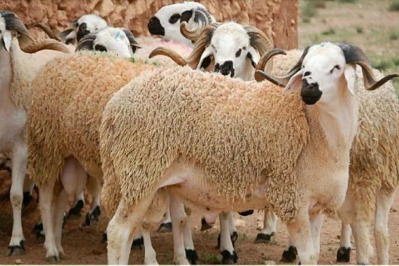 Aïd al-Adha : le PPS exhorte le gouvernement à prévenir la spéculation et les dérives sur le marché ovin