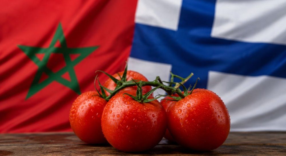Les exportations marocaines de tomates vers la Finlande atteignent un record historique