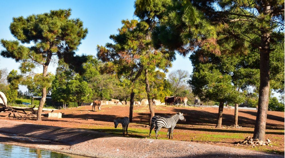 Le Zoo de Rabat lance une application mobile pour améliorer l&rsquo;expérience des visiteurs