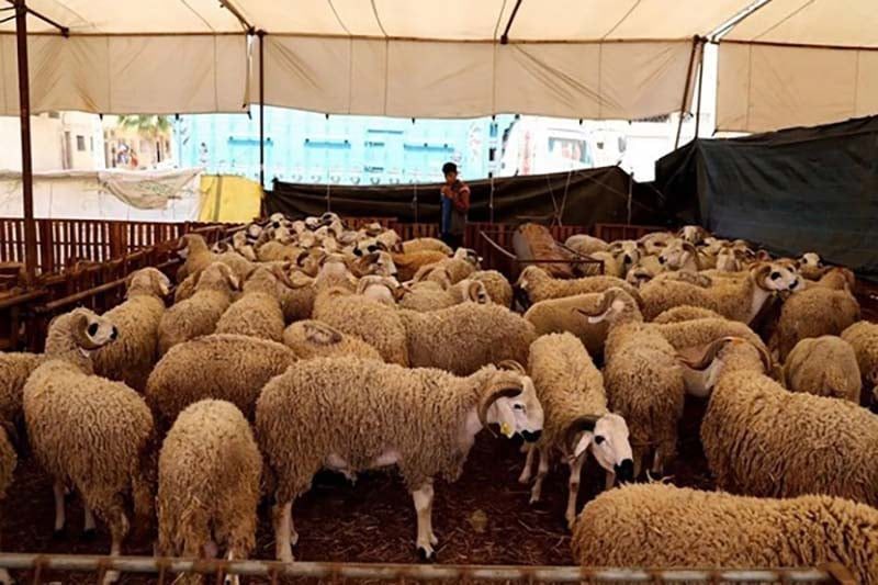 Saloua El Bardai accuse le gouvernement d’avoir transformé l’Aïd Al-Adha en fardeau pour les familles marocaines