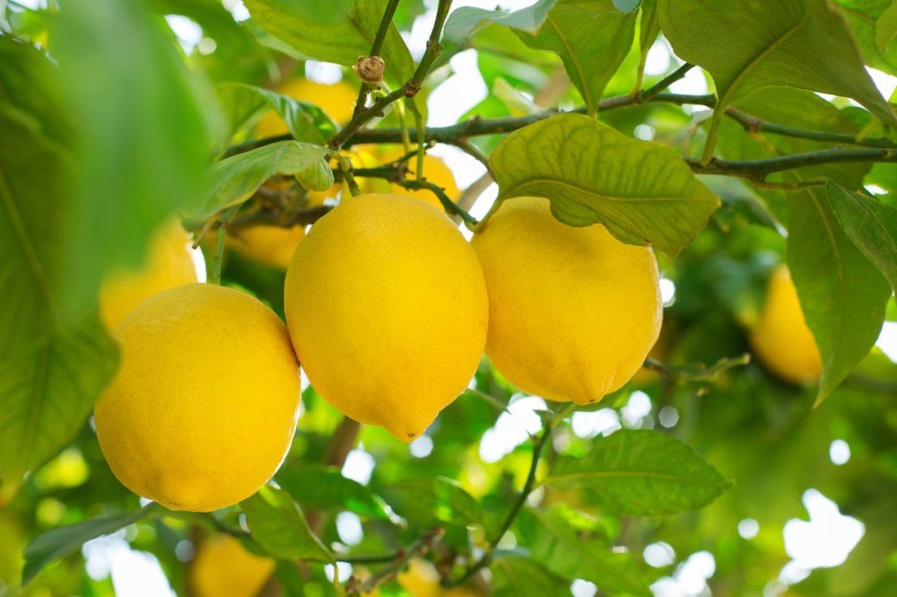 L’exportation de citrons marocains atteint des sommets avec 11 400 tonnes écoulées en six mois