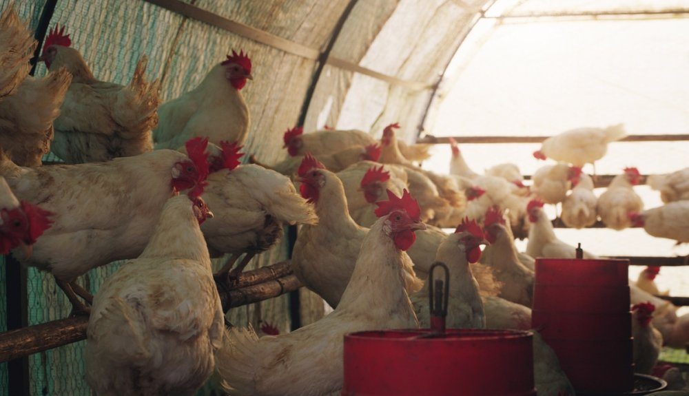 Poulet de chair : le kilo vif passe sous les 7 DH, la filière avicole en alerte