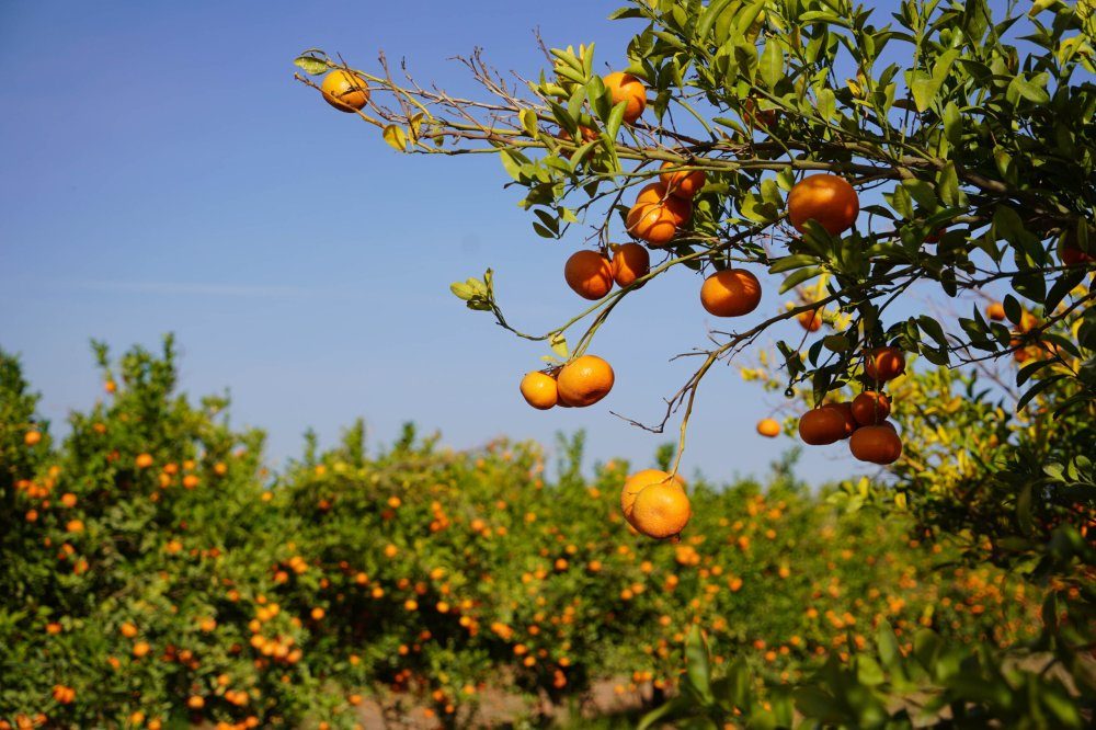 Le Maroc bat un nouveau record d’exportations de mandarines vers le Royaume-Uni