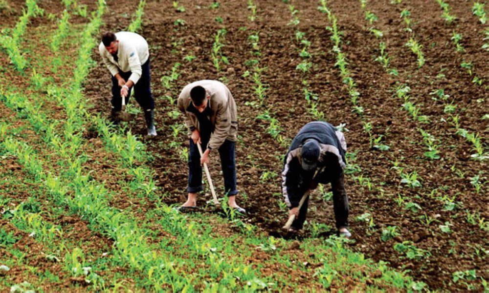 Croissance de 4,6 % au premier trimestre 2026 : l’agriculture tire l’économie marocaine, selon le HCP