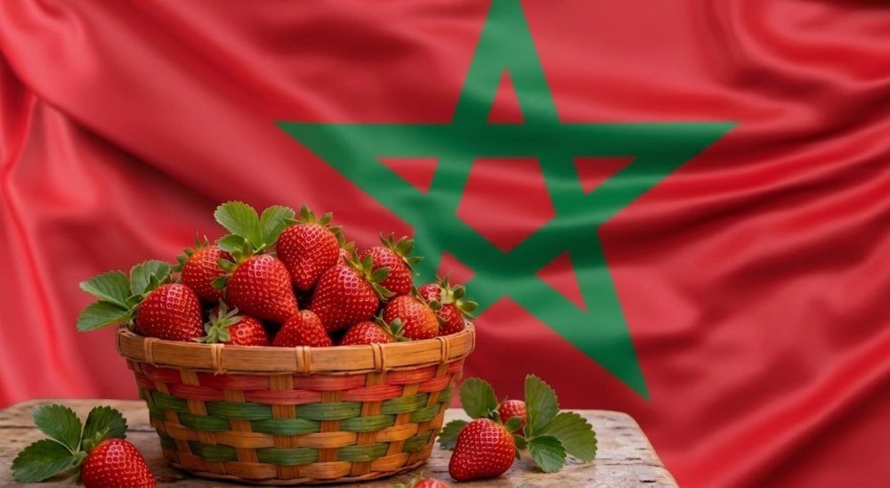 Les exportations marocaines de fraises fraîches poursuivent leur chute, la filière se réoriente