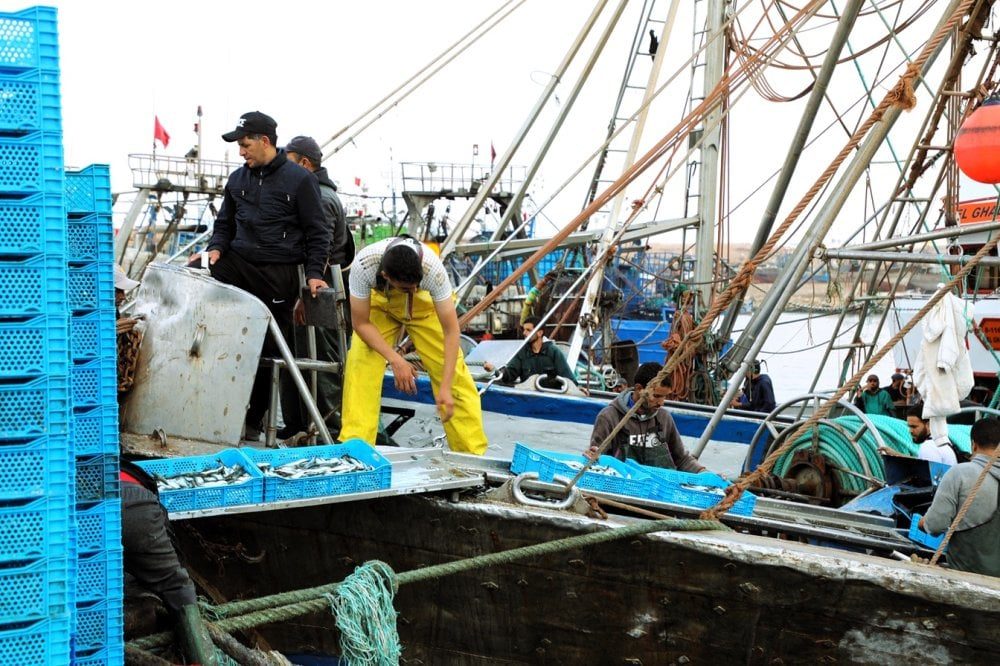 Menace sur la sardine marocaine : un virus originaire d&rsquo;Afrique australe identifié par les scientifiques